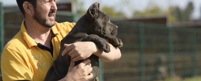 COMPRAR-CANE-CORSO-EN-HERMOSILLO