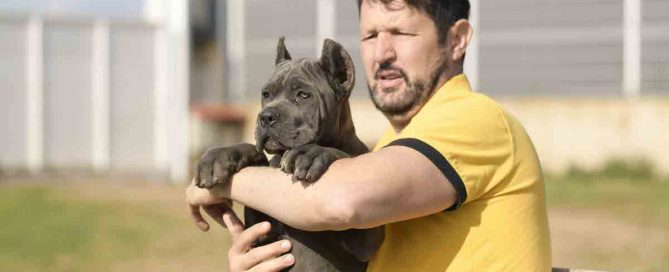 COMPRAR-CANE-CORSO-EN-MERIDA