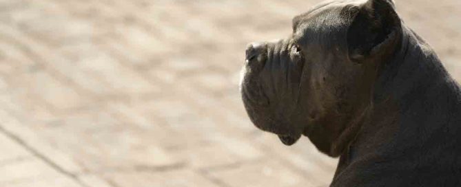 COMPRAR-CANE-CORSO-EN-NAUCALPAN´DE-JUAREZ