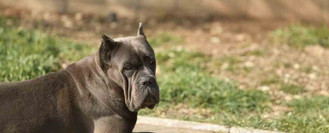COMPRAR-CANE-CORSO-EN-NEZAHUALCOYOTL