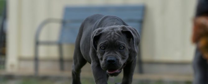 COMPRAR-CANE-CORSO-EN-PUEBLA-DE-ZARAGOZA