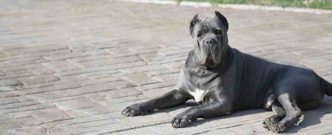 COMPRAR-CANE-CORSO-ENZAPOPAN