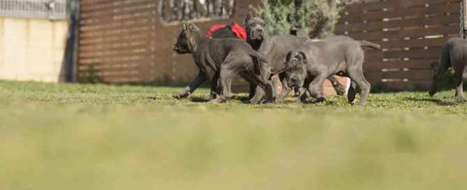 CANE-CORSO-EN-ACAPULCO-DE-JUAREZ