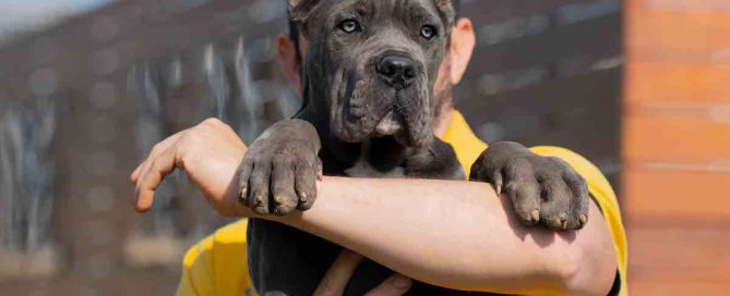 CANE-CORSO-EN-CULIACAN-ROSALES