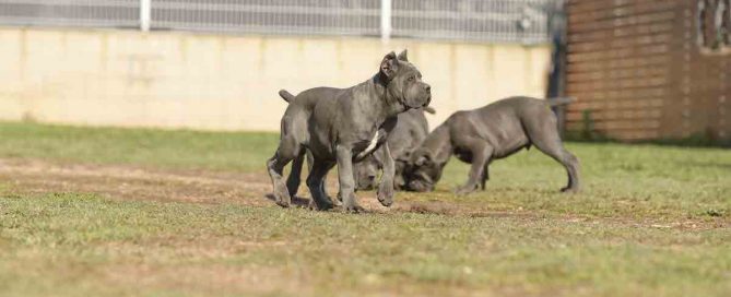 CANE-CORSO-EN-MEXICALI