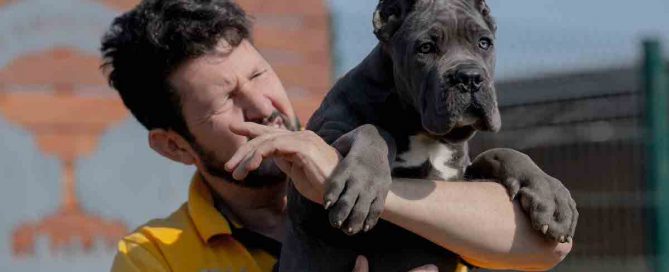 COMPRAR-CANE-CORSO-CHIMALHUACAN