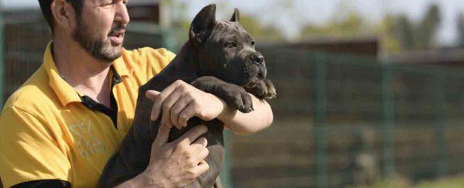COMPRAR-CANE-CORSO-EN-CANCUN