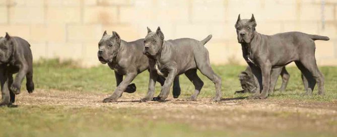 Mastin italiano cane corso
