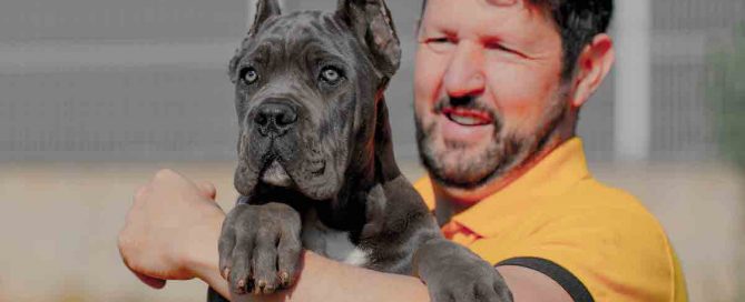 COMPRAR-CANE-CORSO-EN-SANTIAGO-DE-QUERATARO