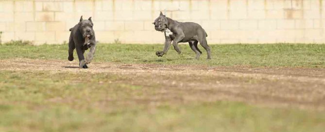COMPRAR-CANE-CORSO-EN-TLALNEPANTLA-DE-BAZ