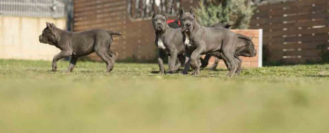 COMPRAR-CANE-CORSO-EN-TORREON