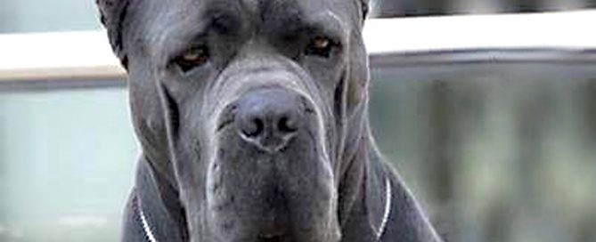price Italian Mastiff for sale Uk