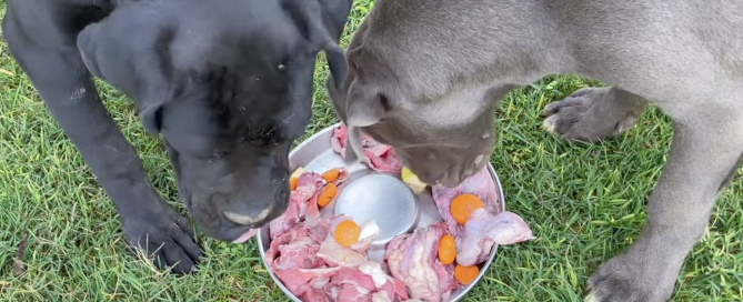 Feeding-cane-corso-puppies-glasgow-scotland