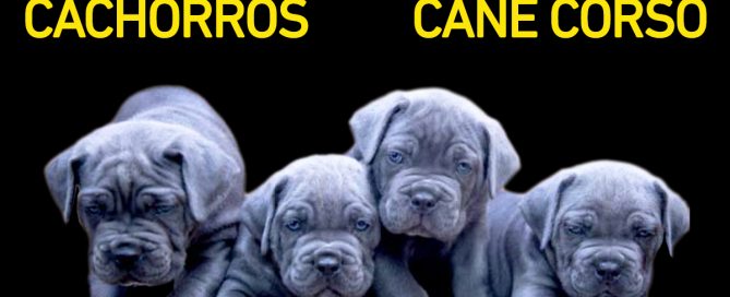 Cachorros Cane corso