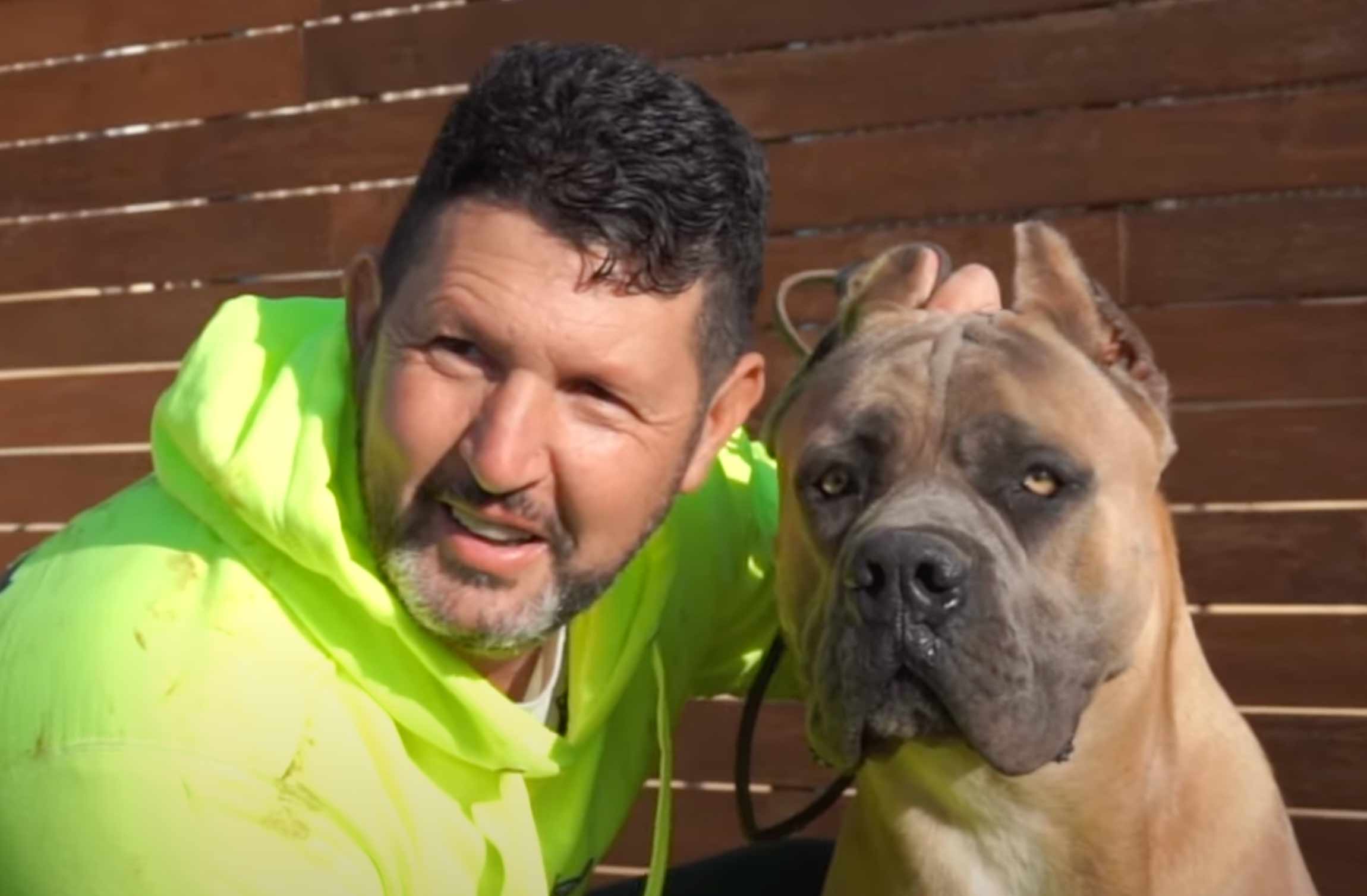 cane corso perros de protección y guardia