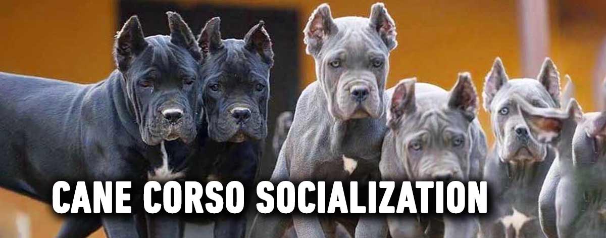 socialización del cane corso mastín italiano