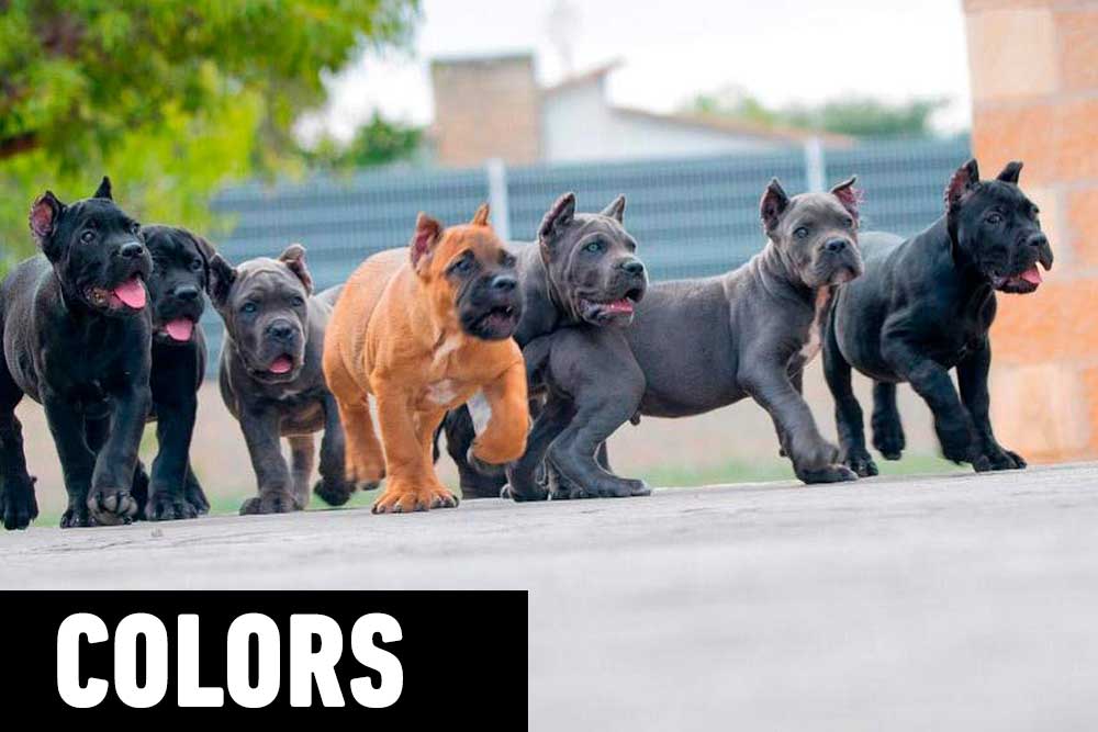 Cane Corso Color Chart 1250x900 Cane Corso Color Chart 1250x900