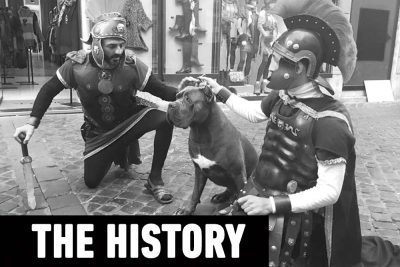 History of the cane corso dog