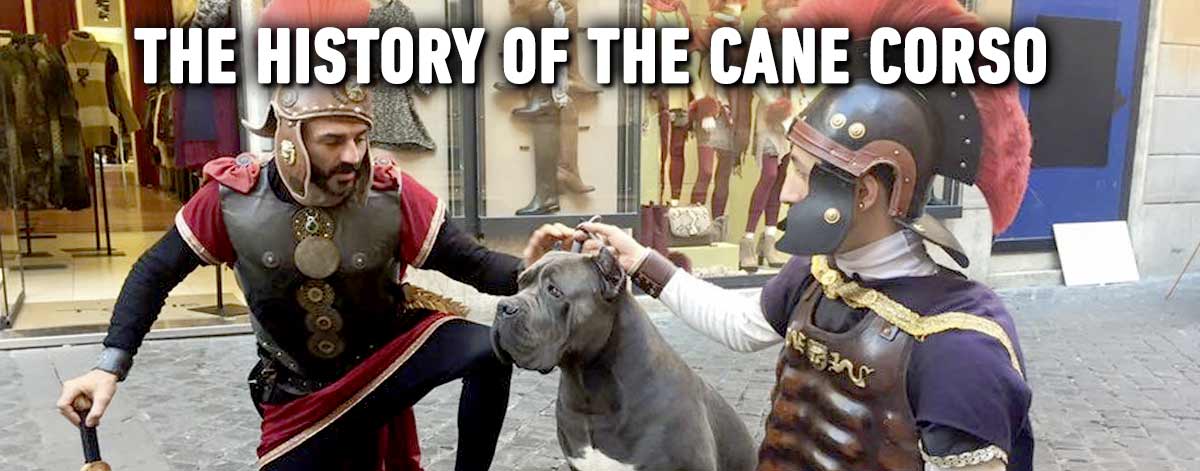 The history of the cane corso