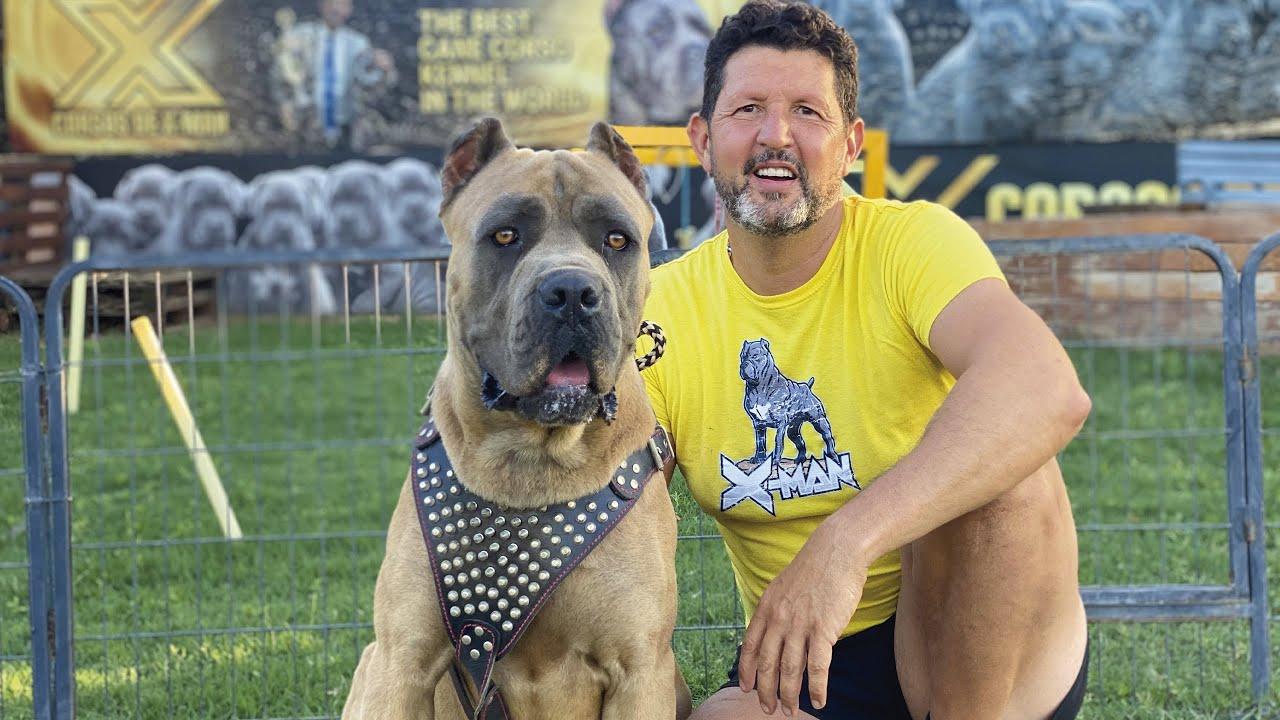 raza cane corso o mastin italiano