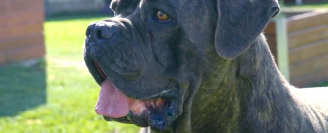 los mejores criadores de cane corso de españa
