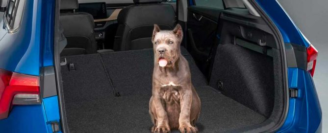 Cómo viajar en el coche con perros y cachorros