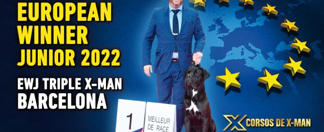 cane-corso-ganador-paris-eds-certamen-paris