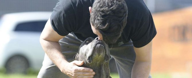 dermatitis-cane-corso-perros