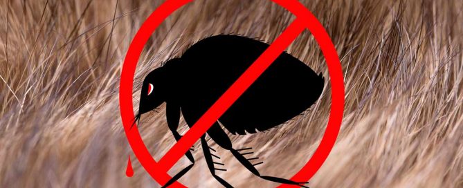 Cómo desparasitar a mi perro cane corso de forma natural