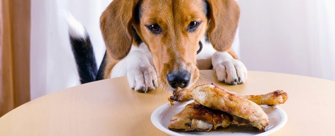 peligro de dar sobras de comida a tu perro