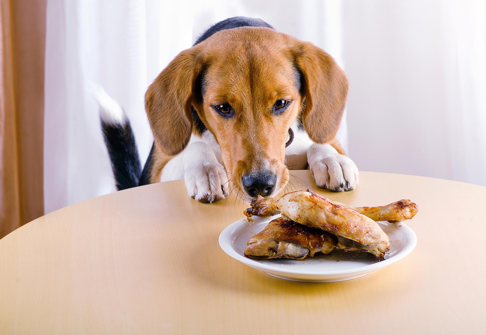 peligro de dar sobras de comida a tu perro