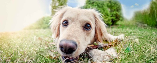 porque el cane corso come hierba