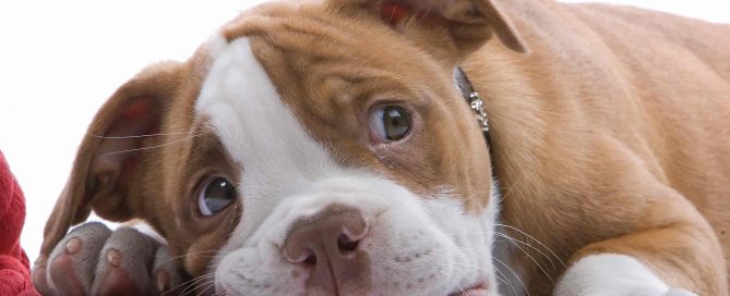 que hacer para que un cachorro deje de morder