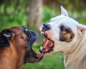 que-hacer-si-mi-perro-se-pelea-con-otro-perro