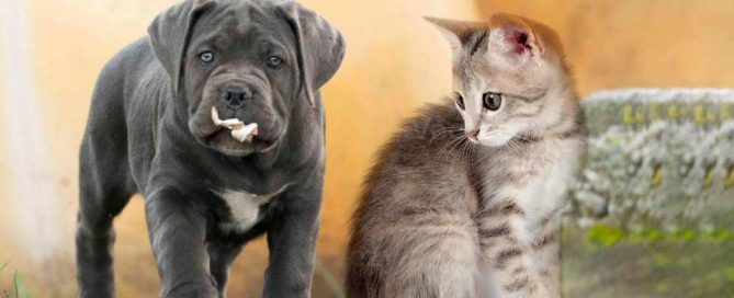 como-hacer-que-se-lleven-bien-perros-gatos