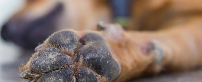 curar-heridas-almohadillas-perros