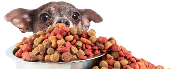 pienso-para-perros-bueno-o-malo