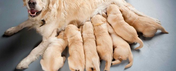 que-hacer-si-mi-perra-esta-embarazada