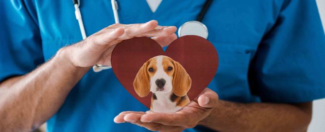 ¿Cómo debe ser la alimentación de un perro con problemas de corazón?