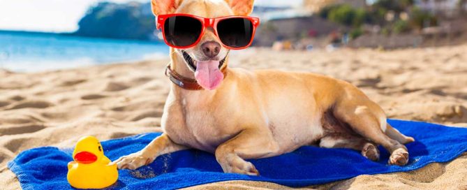 cuidados de los perros en verano