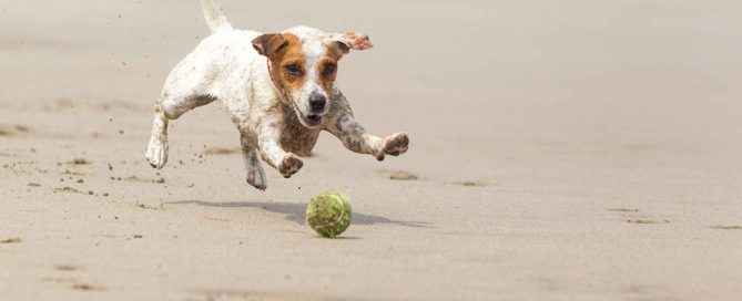 ejercicio para los perros