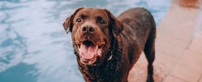 golpes de calor en los perros