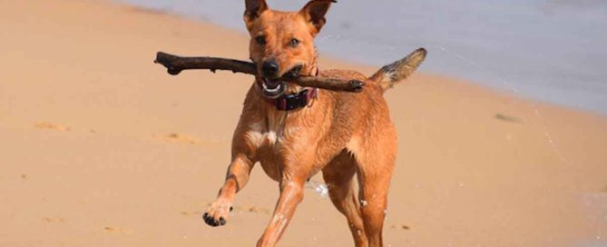 playas para perros en Cataluña