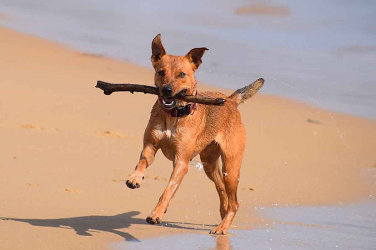 playas para perros en Cataluña