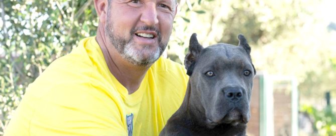 Carácter de la raza Cane Corso