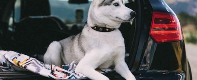 viajar en coche con tu perro