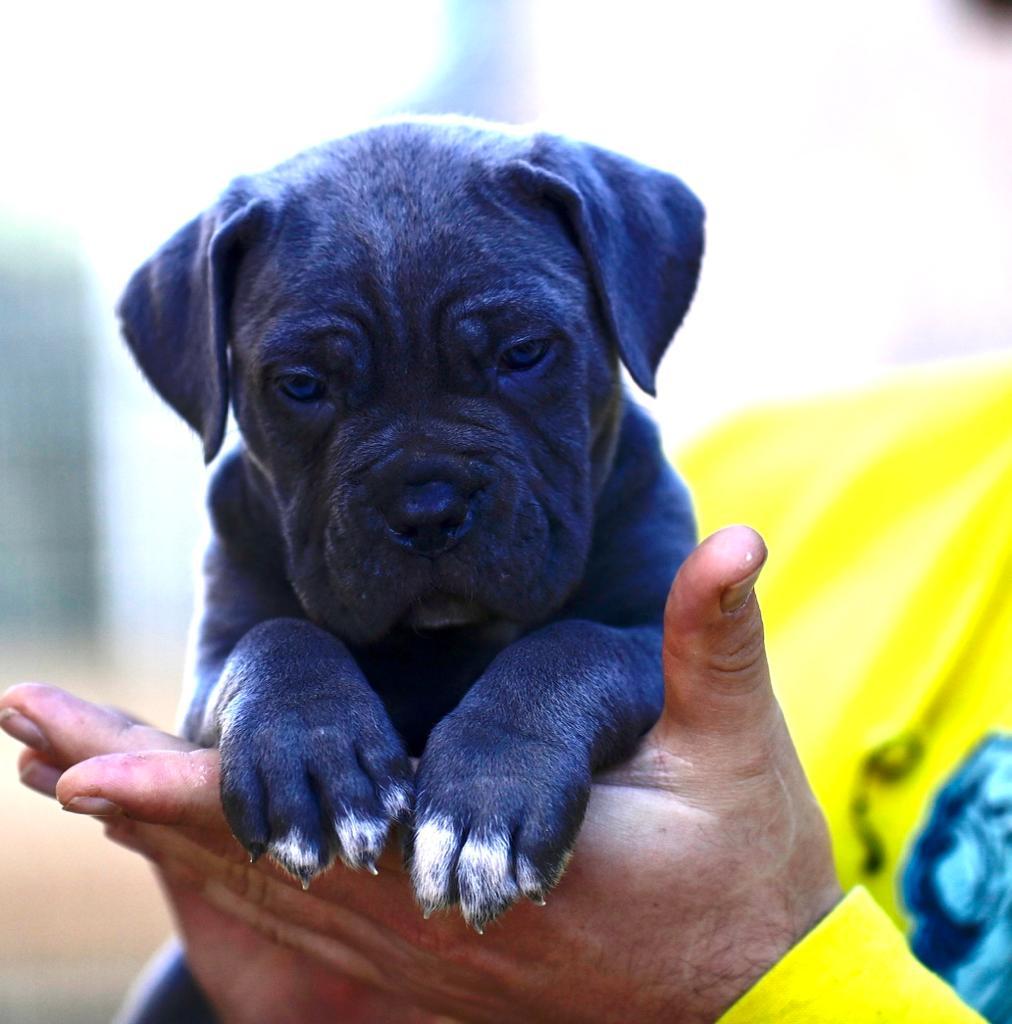 Por qué comprar Cane Corso en Cane Corso X Man