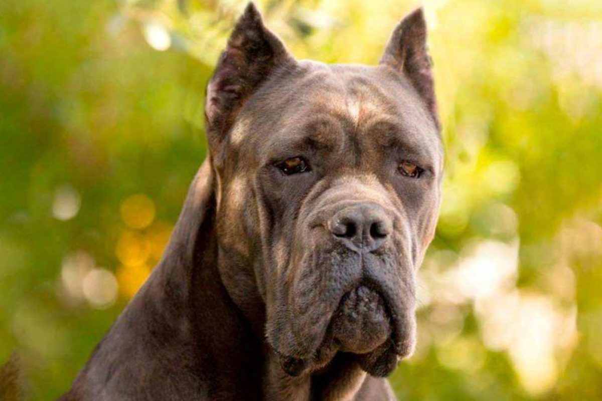 Exclusive luxury cane corso dogs in Doha Qatar, United Arab Emirates