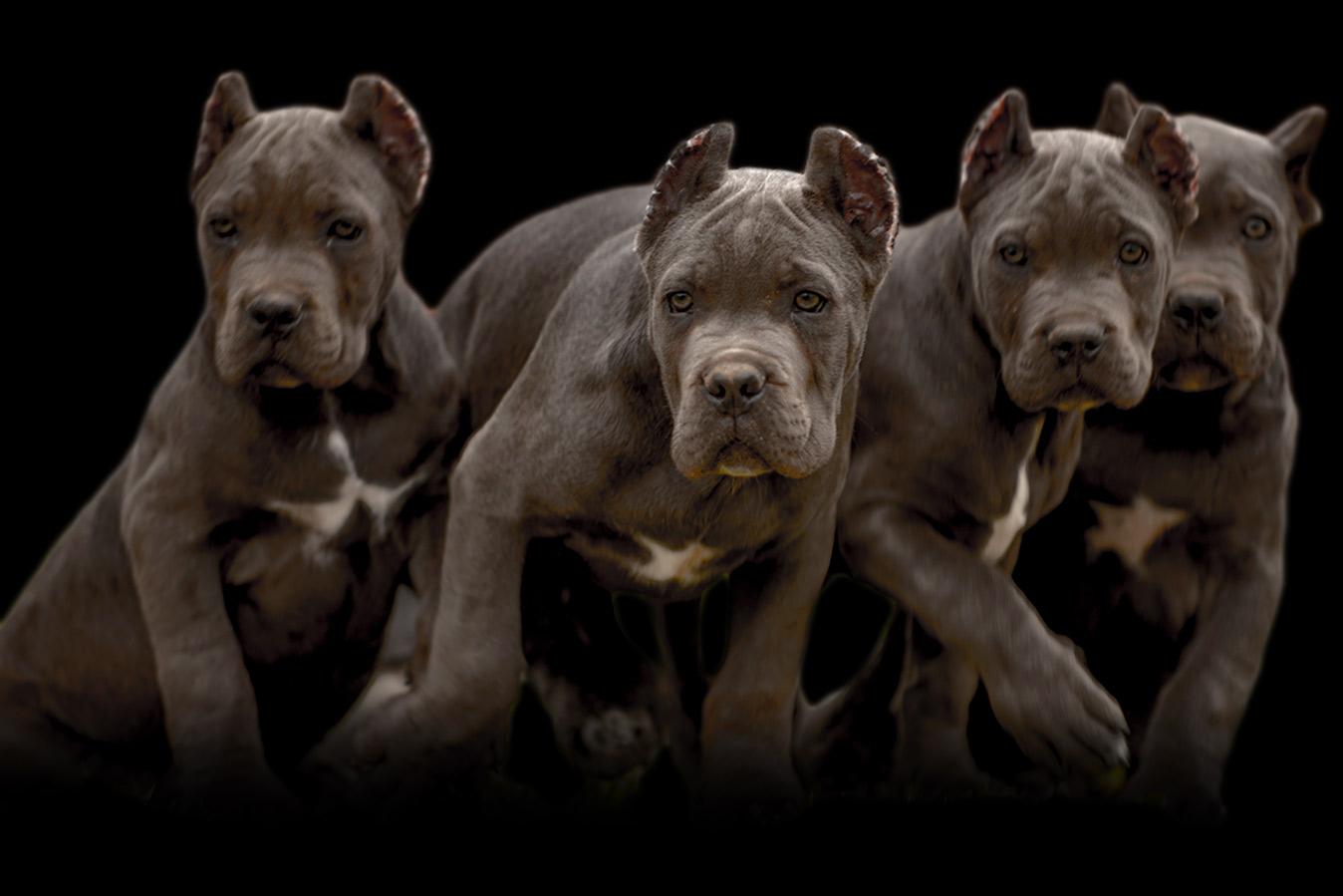 Exclusive luxury cane corso dogs for sale in Doha Qatar