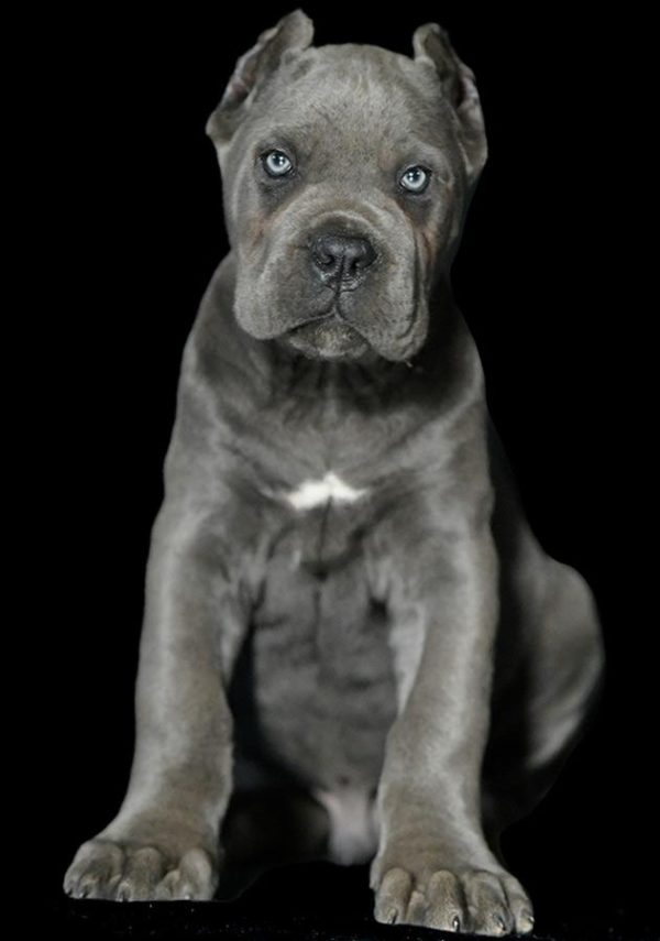 Luxury Cane Corso Dogs in Dubai, United Arab Emirates